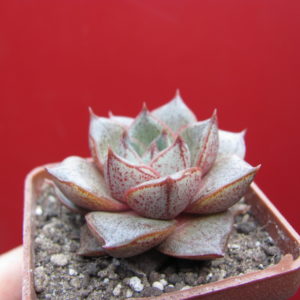 Echeveria purpusorum   *White form*
