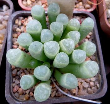 fenestraria rhopalophylla subsp. aurantiaca
