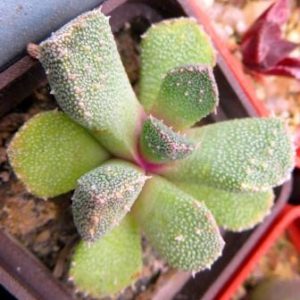aloinopsis setifera