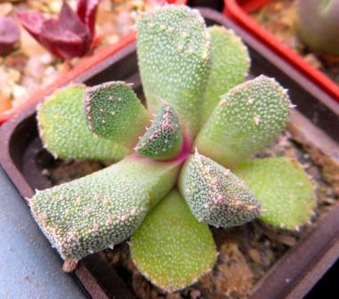 aloinopsis setifera