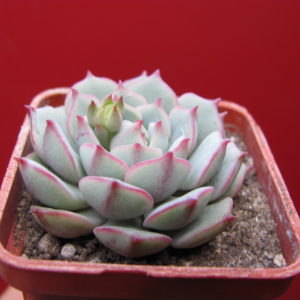 Echeveria   hybr.  #20         ( hybrid Lipskiy )