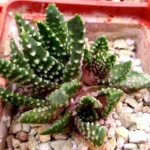 haworthia pumila monstrose