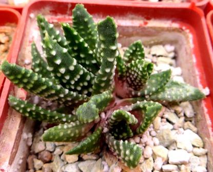 haworthia pumila monstrose
