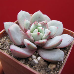 Echeveria   *Jelly Jem* Red