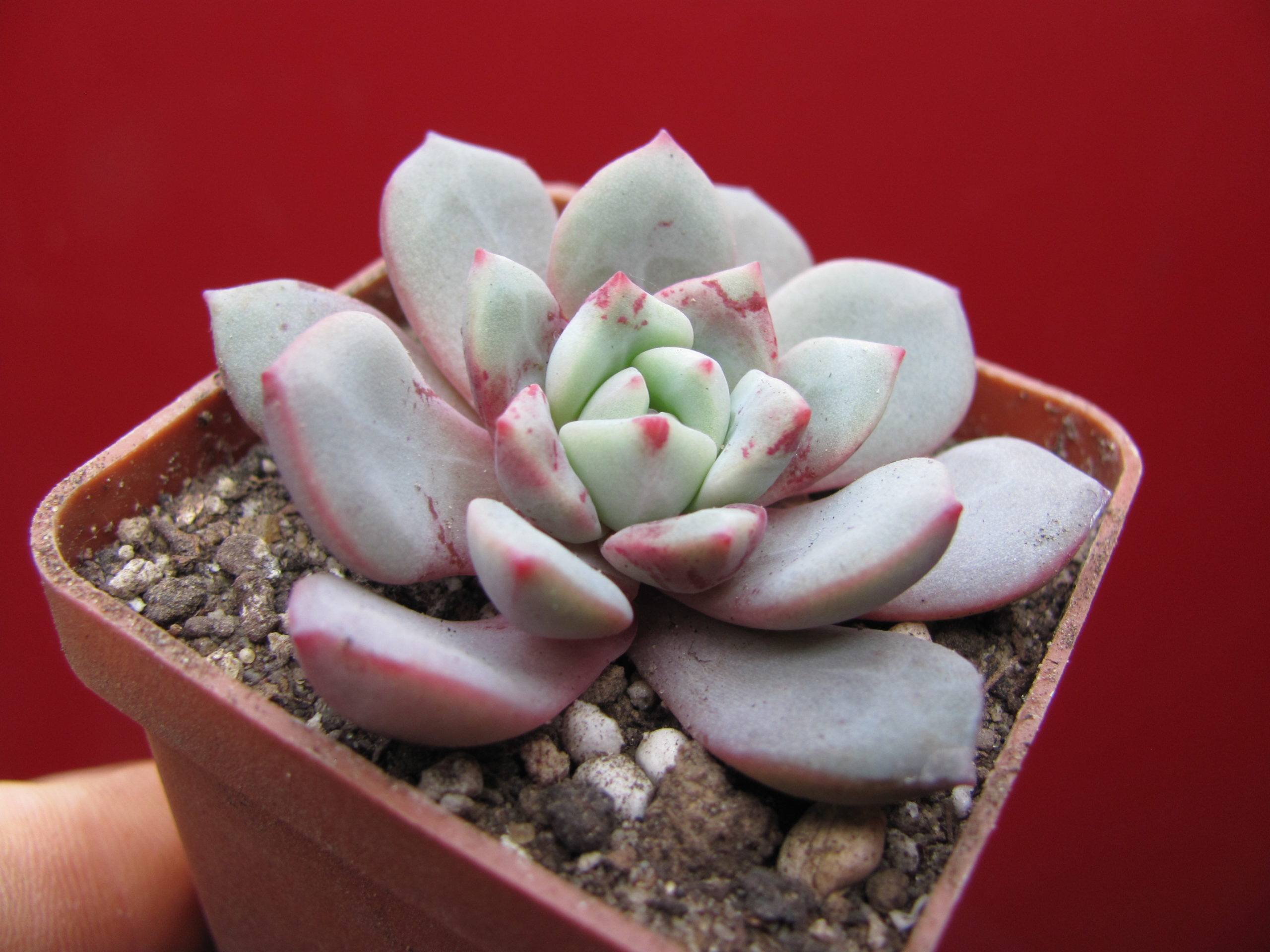 Echeveria *Jelly Jem* Red