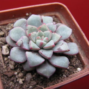 Echeveria expatriata