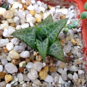haworthia tesselata