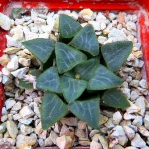 Haworthia bayeri, IB07095