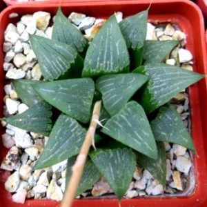 haworthia bayeri hybrid
