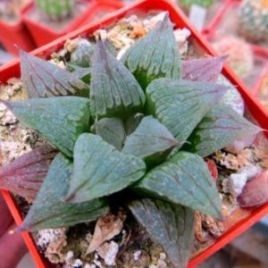 haworthia black major