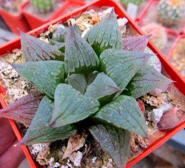 haworthia black major