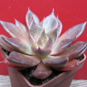 Echeveria Alfred Graf