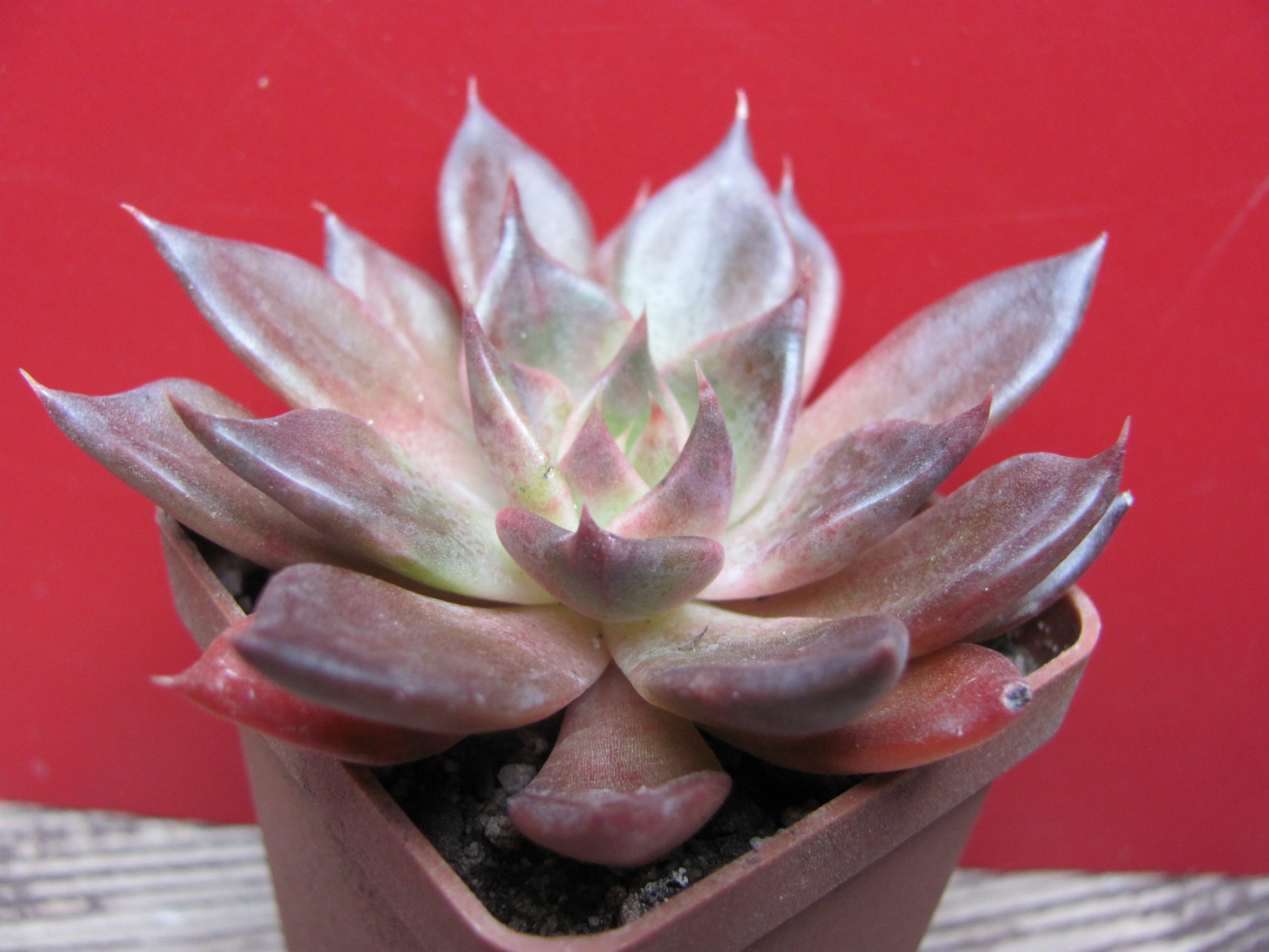 Echeveria Alfred Graf