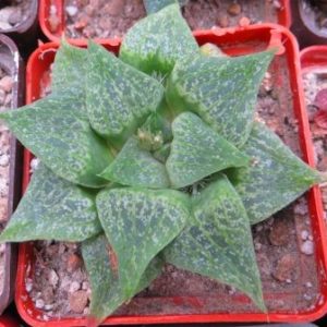 haworthia comptoniana Marilyn