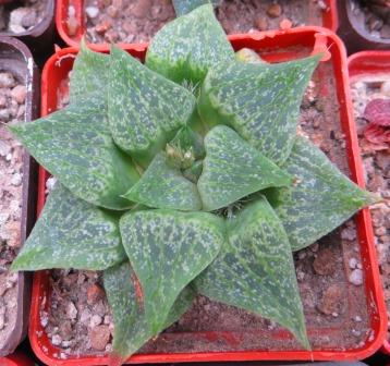 haworthia comptoniana Marilyn