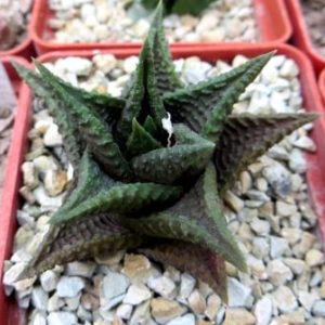 haworthia limifolia black