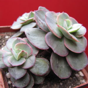 Echeveria Suyon