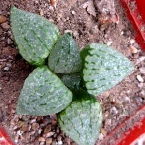 haworthia picta tricolor