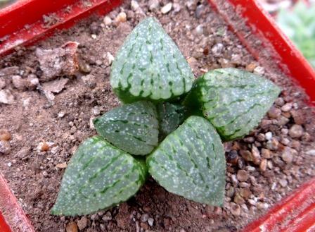 haworthia picta tricolor
