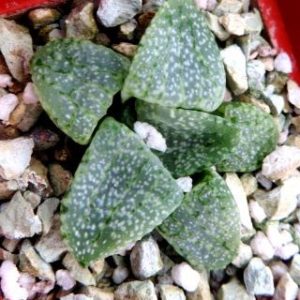 haworthia picta  ЮАР