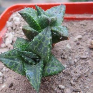 haworthia tesselata