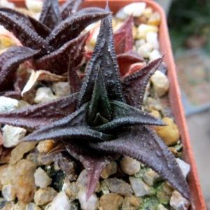 haworthia nigra