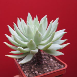 Dudleya  farinosa
