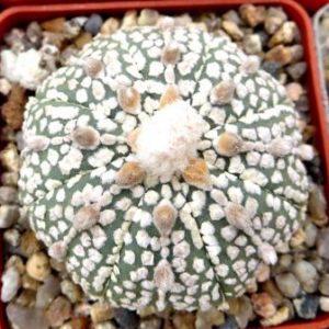 astrophytum super kabuto