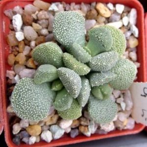 1319 MG aloinopsis villetii