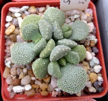 1319 MG aloinopsis villetii