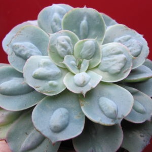 Echeveria  Raindrops x Parva