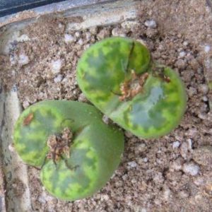 lithops bromfieldii v. insularis