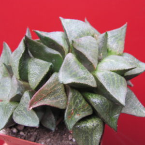 Haworthia comptoniana