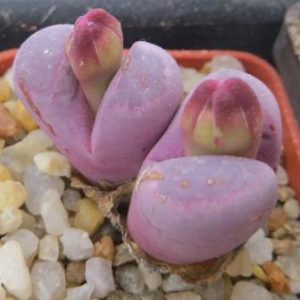 lithops optica rubra