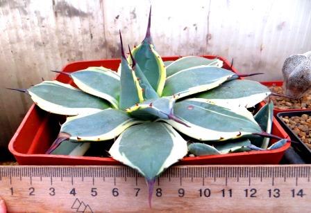 Agava potatorum variegata