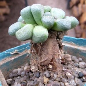 aloinopsis shuinesii caudex