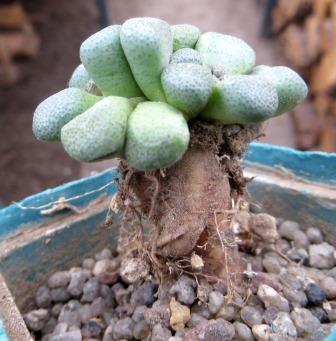 aloinopsis shuinesii caudex