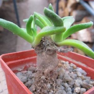 aloinopsis acuta caudex
