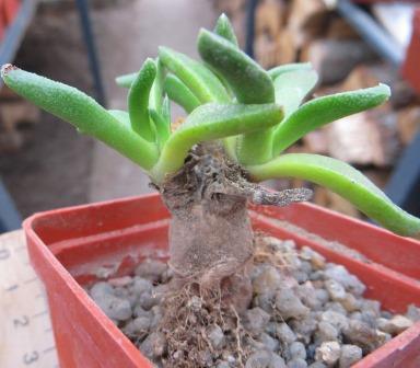 aloinopsis acuta caudex