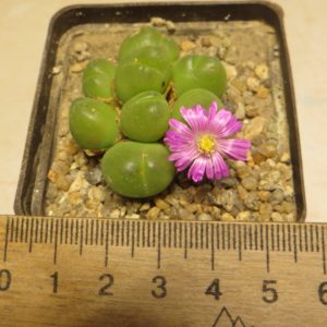 gibbaeum pilosulum