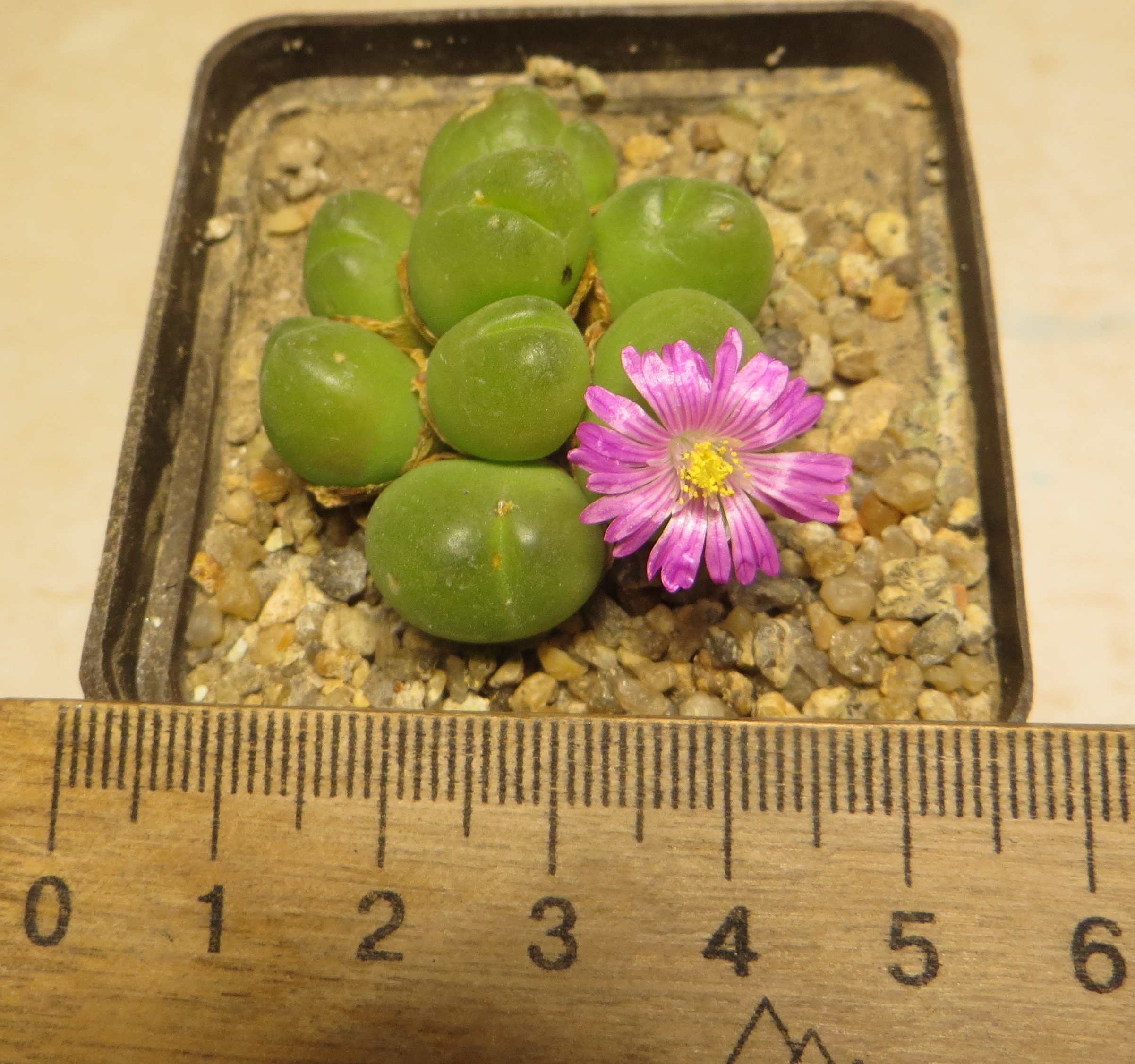 gibbaeum pilosulum