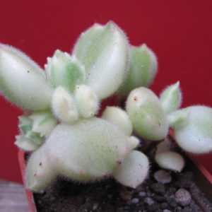 Cotyledon  tomentosa  variegata