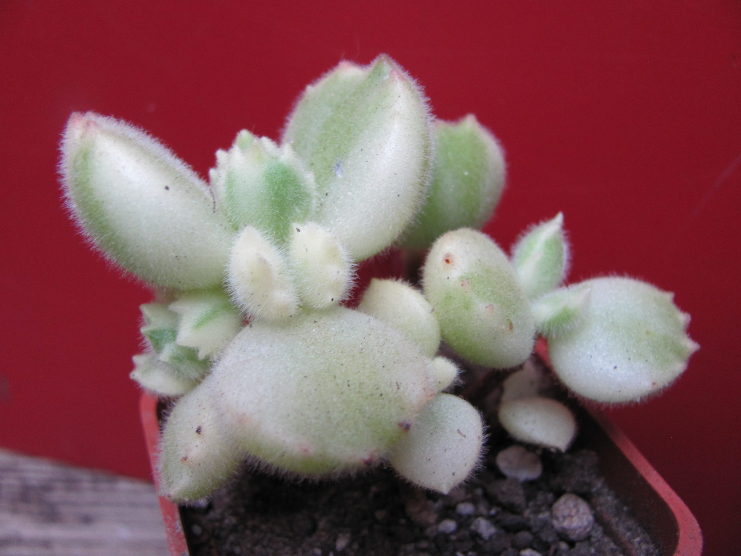 Cotyledon  tomentosa  variegata