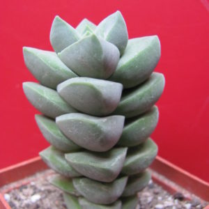 Crassula munglow