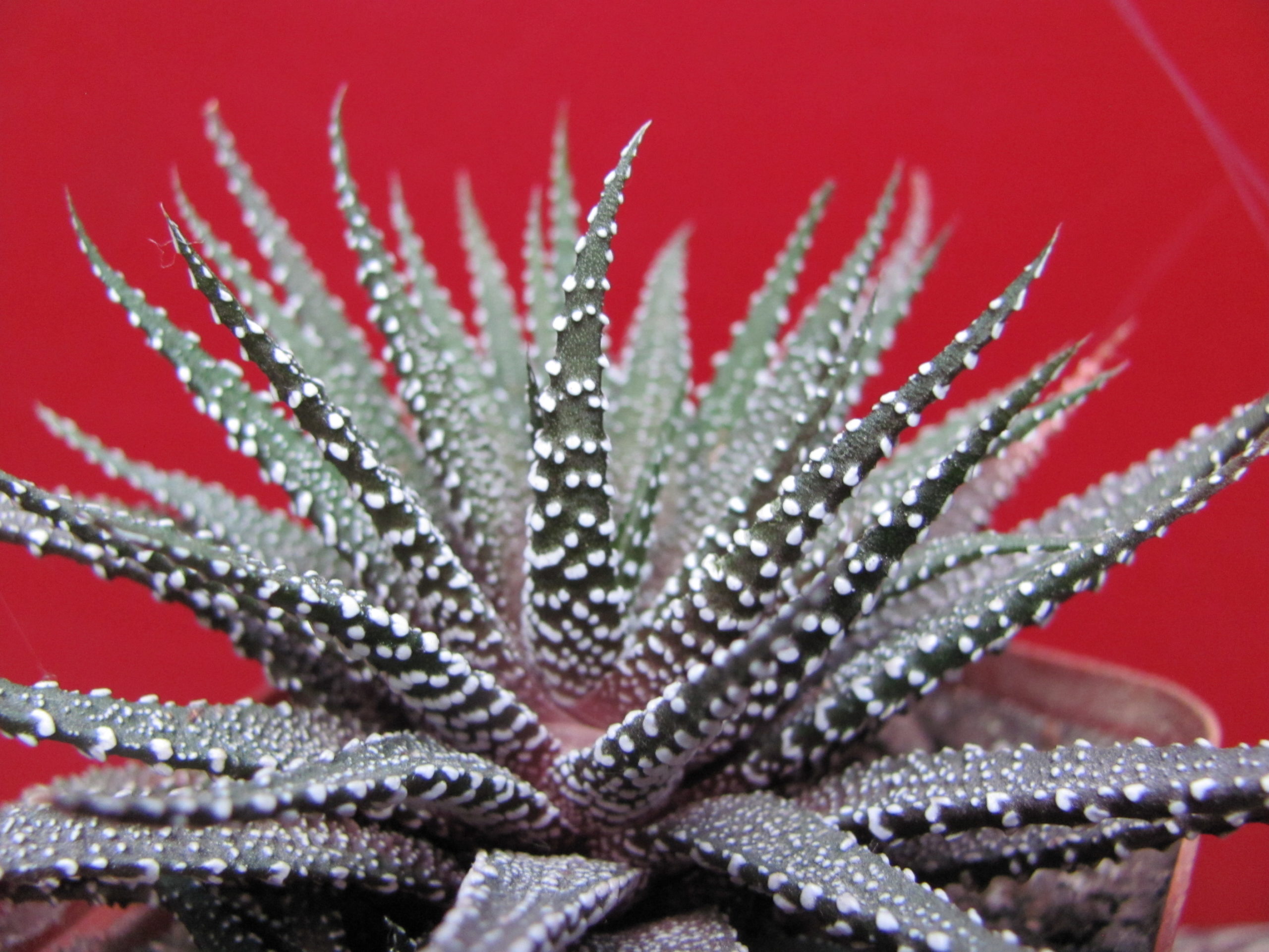 Haworthia attenuata  *Clariperla*