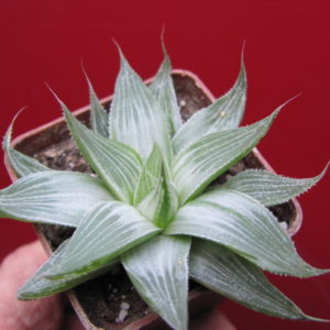 Haworthia  Grey Ghost