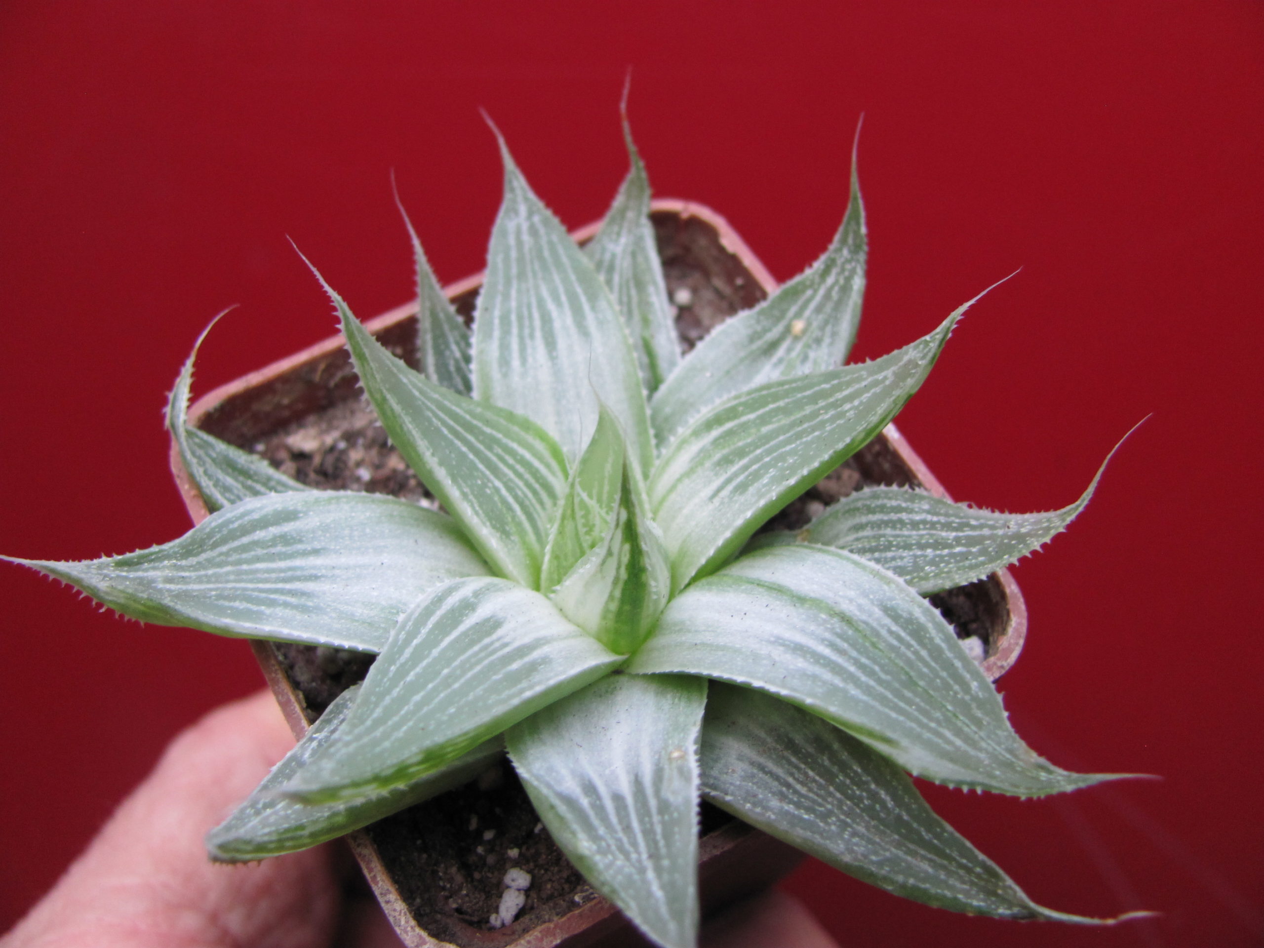 Haworthia  Grey Ghost
