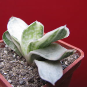 Gasteria  obtusa   variegata