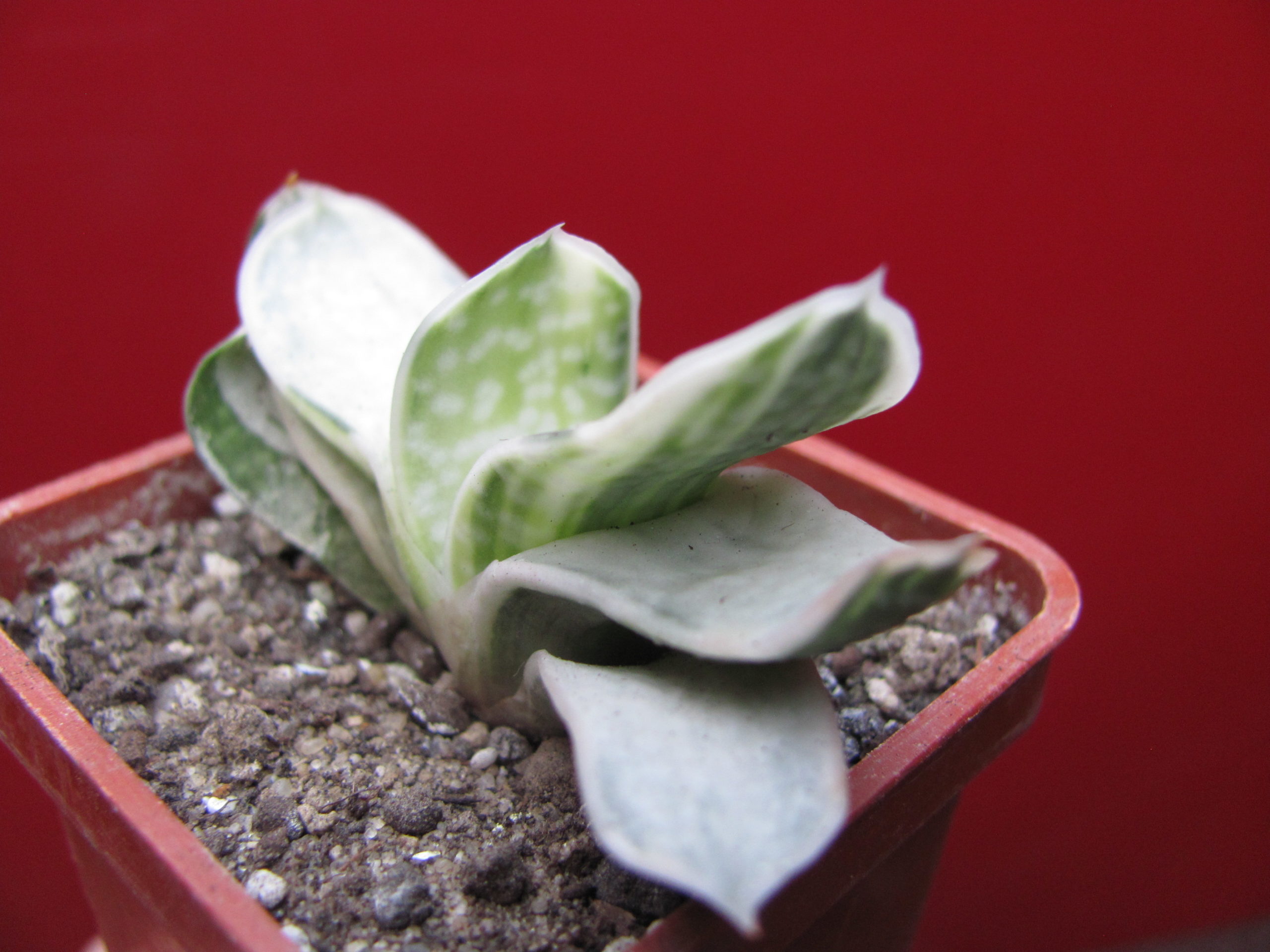 Gasteria  obtusa   variegata