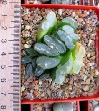 haworthia maughanii x truncata